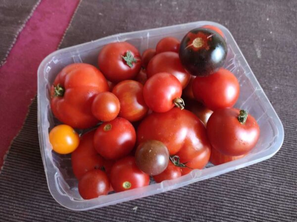 Tomaten 2024